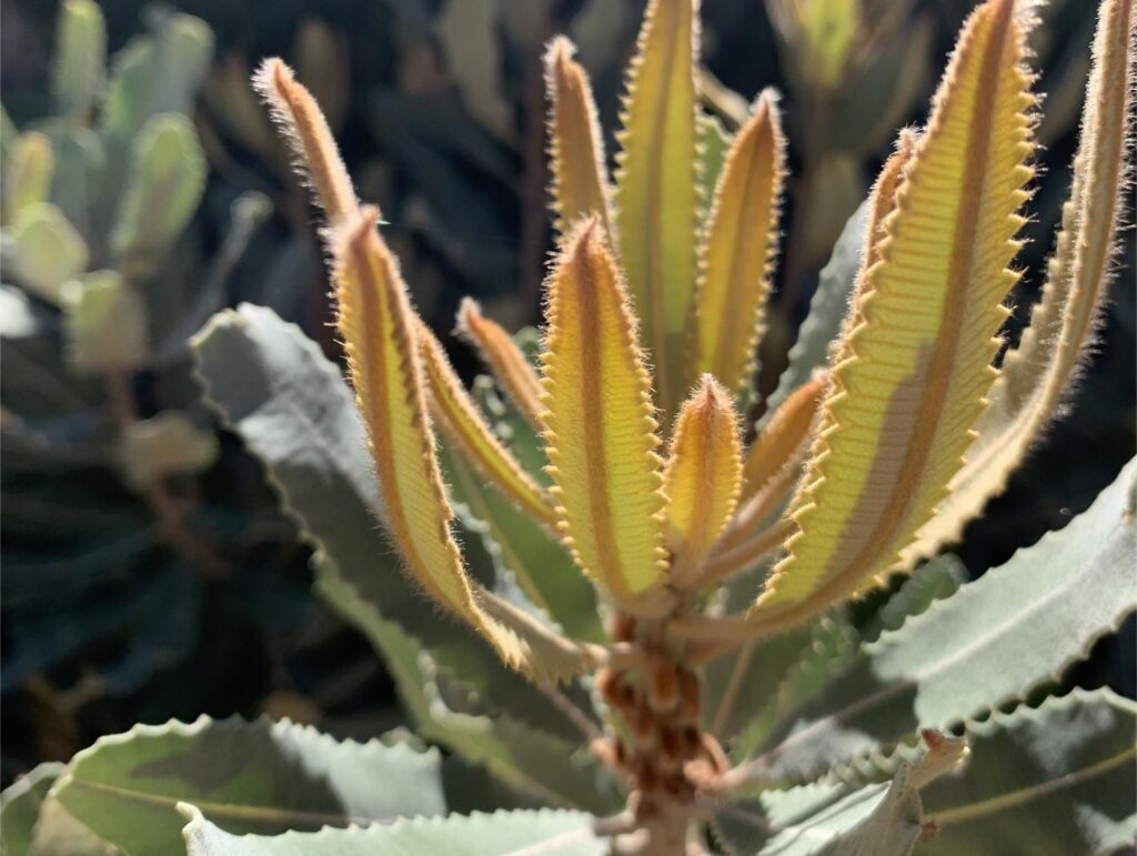 water wise native plants