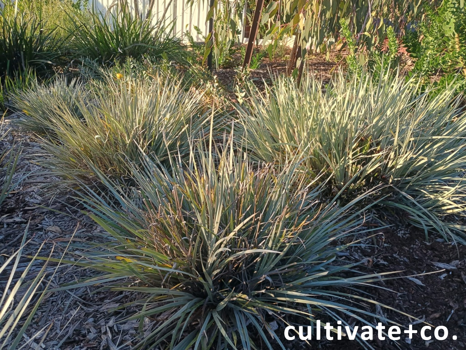 water wise planting