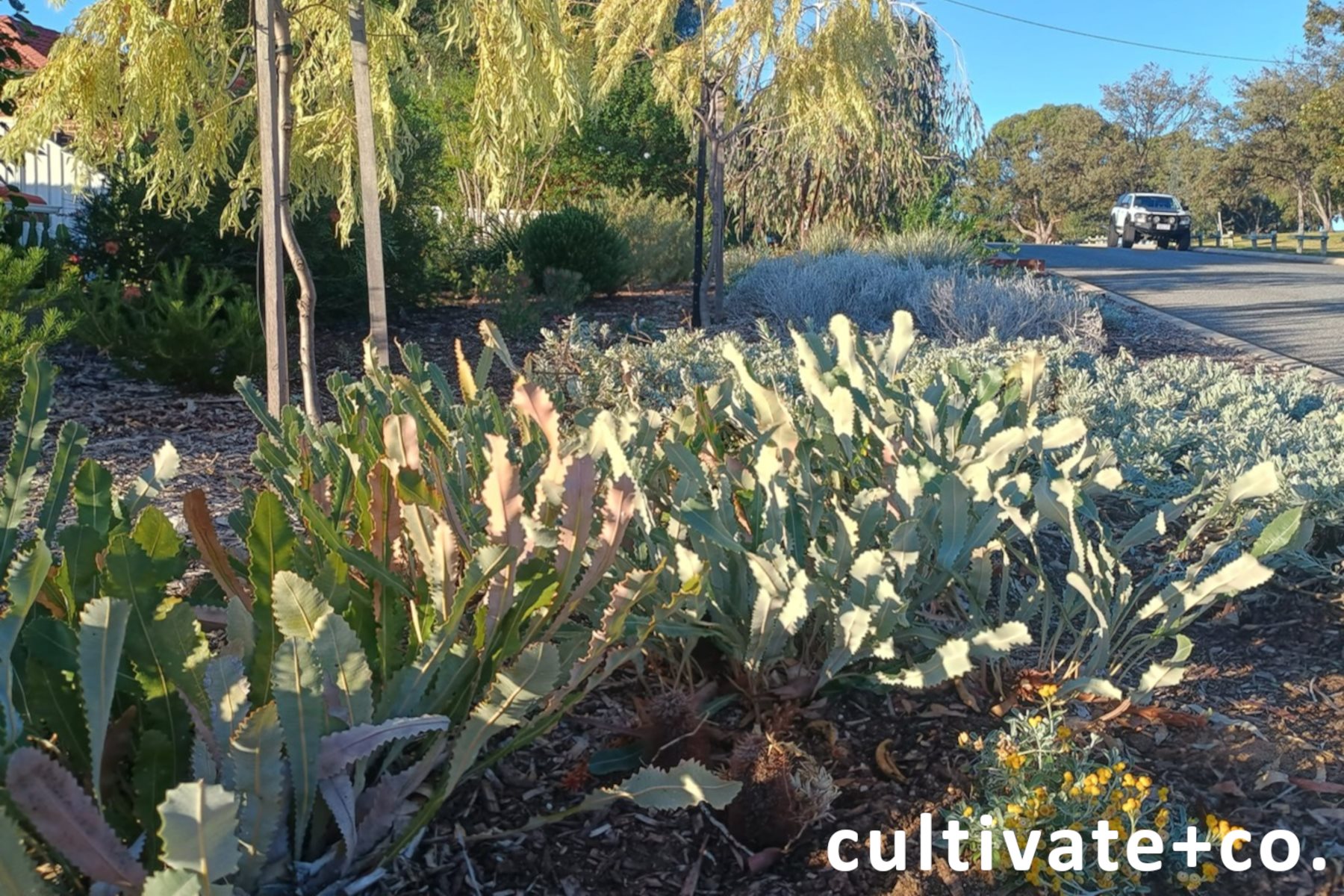 Verge Rewilding in Karrinyup